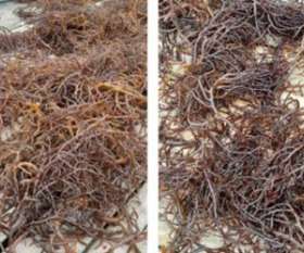 Seaweed | Mitra Berlian