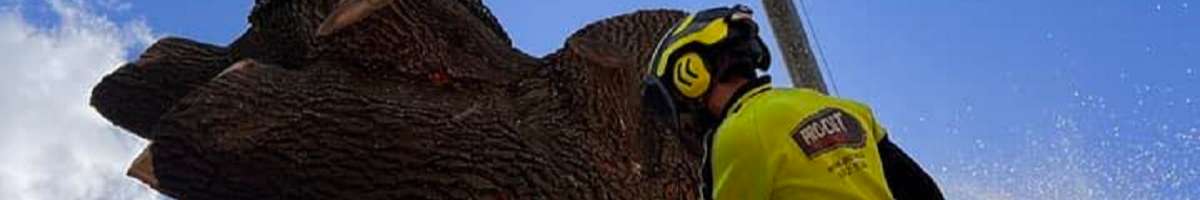 Pro-Cut Tree Services Banner