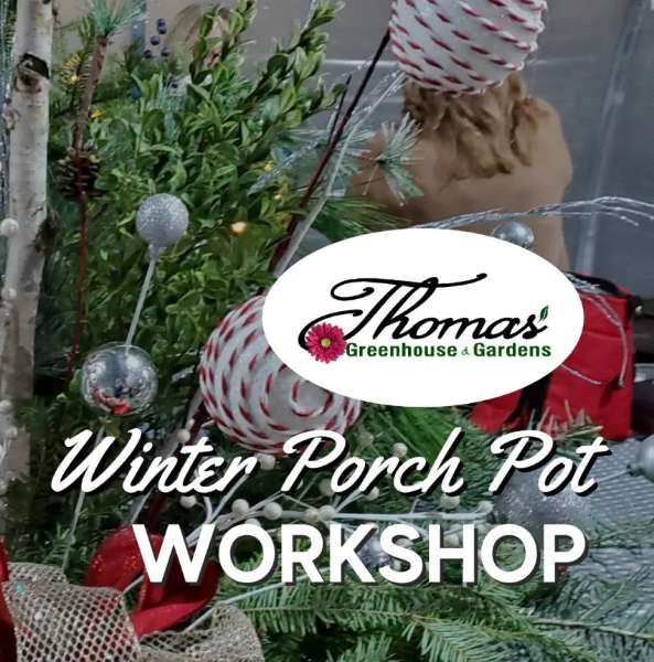 Winter Porch Pot Wokshop (29 Nov, 2024)