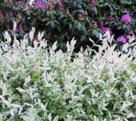 Shrubs