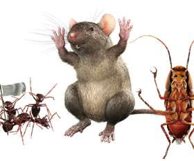 R.I.P Pest Management