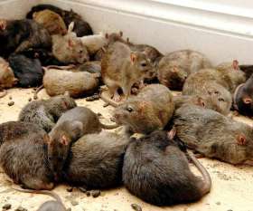 R.I.P Pest Management