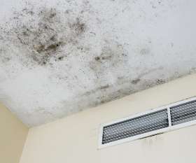 Mold Inspection | Elemental Solutions, LLC