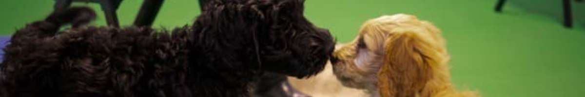 Melbourne Dog Trainers Banner