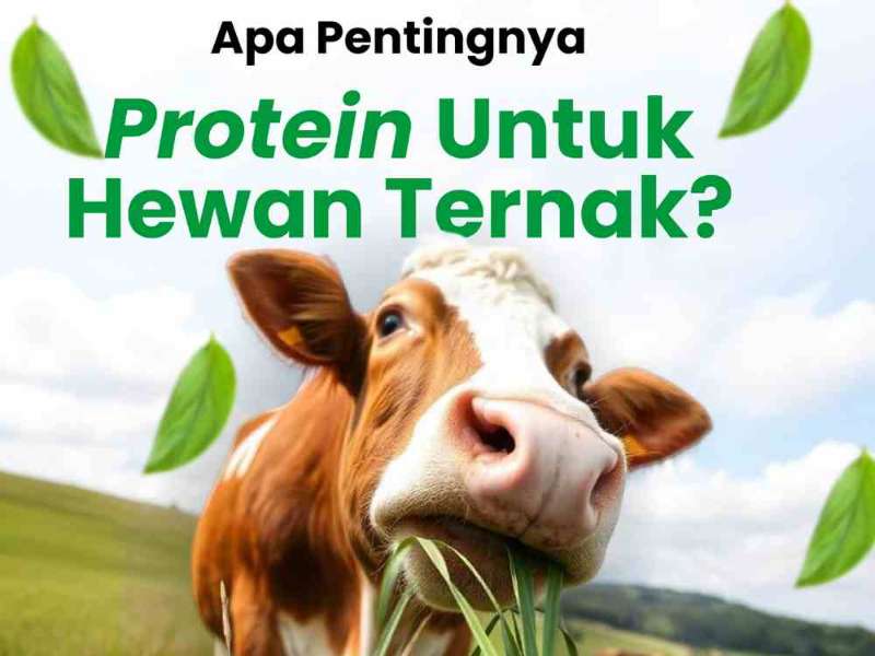 Pentingnya Protein dalam Pakan Ternak untuk Pertumbuhan Optimal