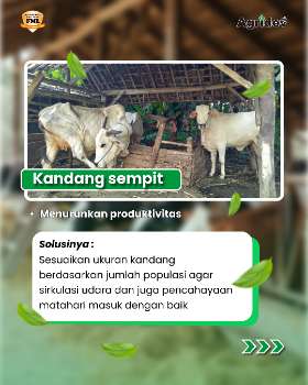 Kandang sempit