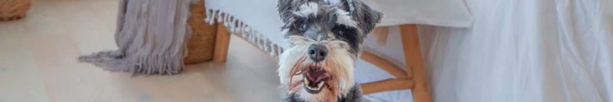 Anubis Dog Beds Banner