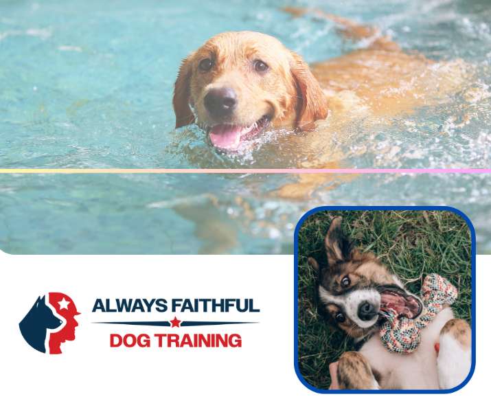 Become the Pack Leader: Transform Your Relationship with Your Dog