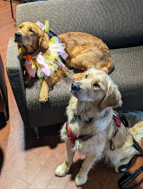 Always Faithful Dog Training of Kentuckiana