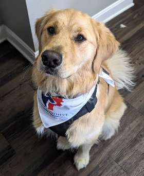 Always Faithful Dog Training of Kentuckiana