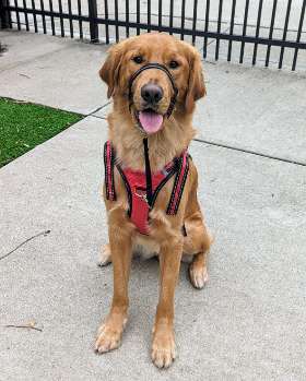 Always Faithful Dog Training of Kentuckiana