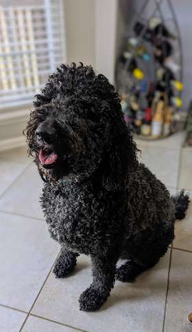 Always Faithful Dog Training of Kentuckiana