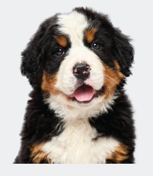 Puppy Starter Lesson