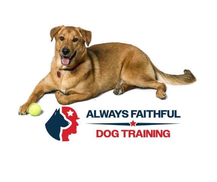 Master the Art of Dog Training with Always Faithful: Embrace the Leadership Approach