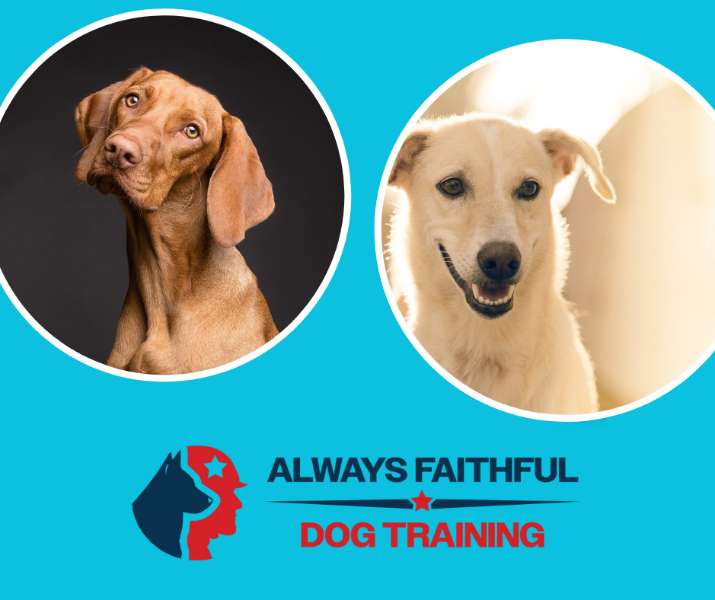 Transform Your Bond with Your Dog: Embrace the Leadership Approach with Always Faithful Dog Training