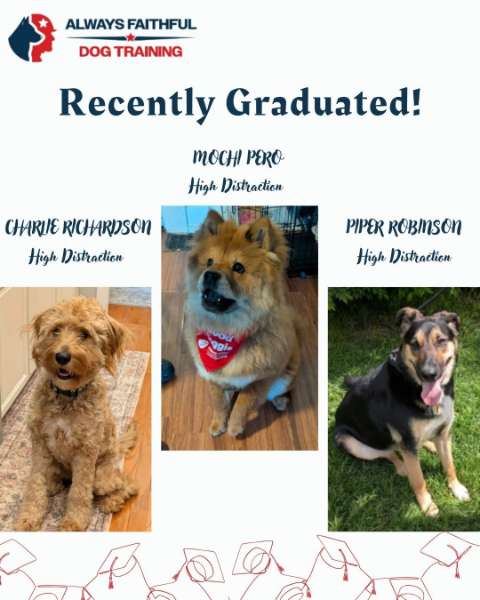 Celebrating Success: Congrats to Our Recent Graduates at Always Faithful Dog Training! ????????