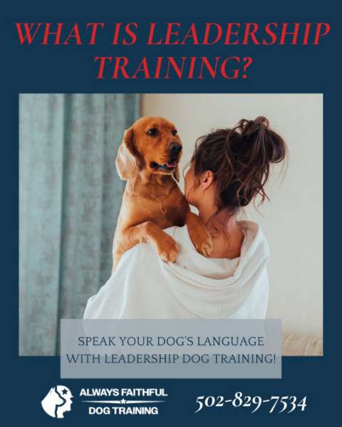 Speak Your Dog's Language with Leadership Dog Training! ????????️