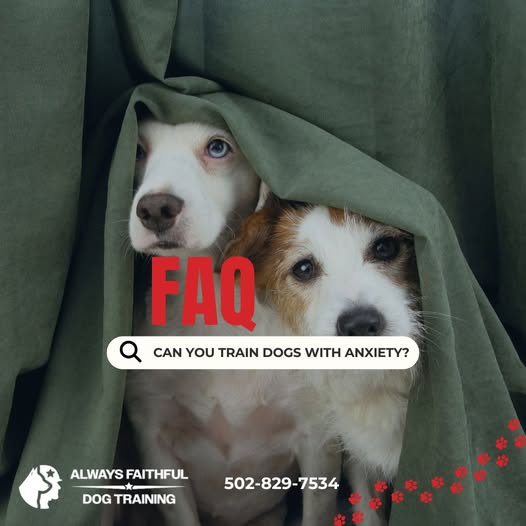 Understanding Dog Anxiety and Leadership: A Path to a Happier Pup in Kentuckiana!