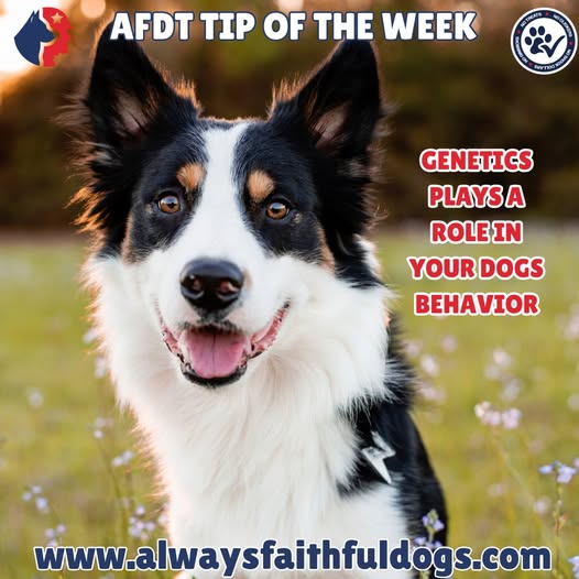 How Genetics Affect Dog Behavior: An In-Depth Guide