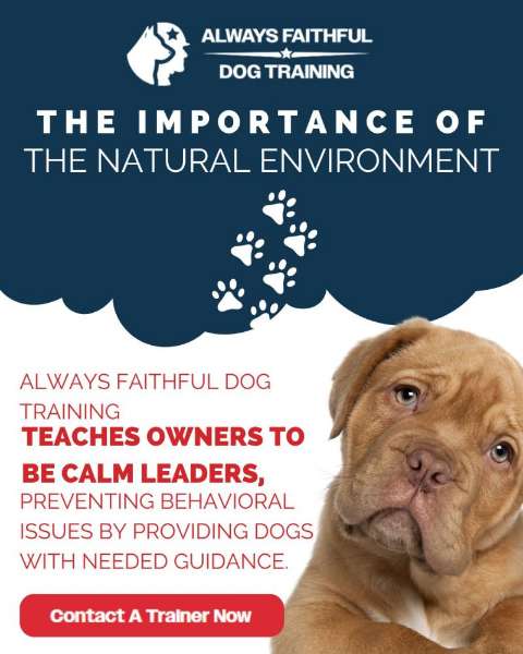 Therapy Dog Training