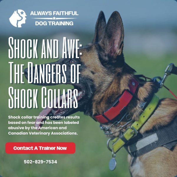 Shock and Awe: The Hidden Dangers of Shock Collars