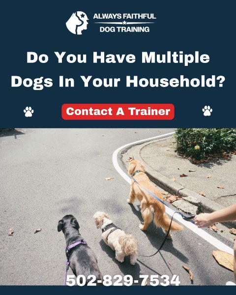 Training for Your Multi-Dog (or Multi-Species!) Household