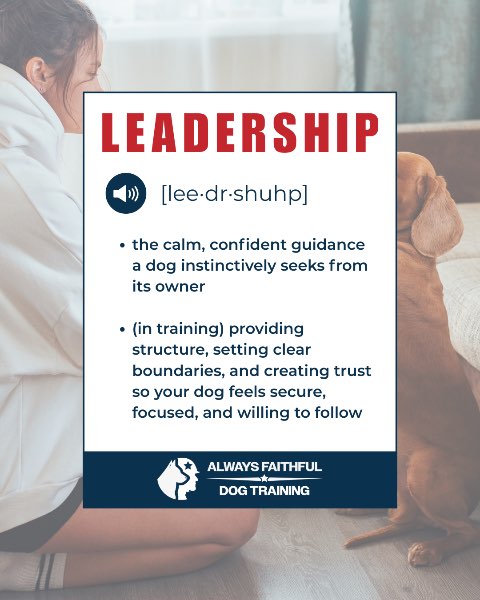 Leadership: The Key to a Calm and Confident Dog