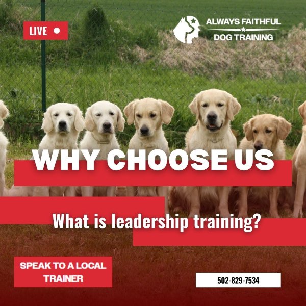 Become the Leader Your Dog Needs: Why Leadership Training Transforms Behavior