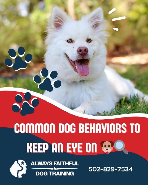 What Your Dog’s Behavior Might Be Trying to Tell You