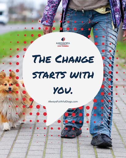 From Chaos to Cooperation: How Leadership Training Transforms Walks With Your Dog ????