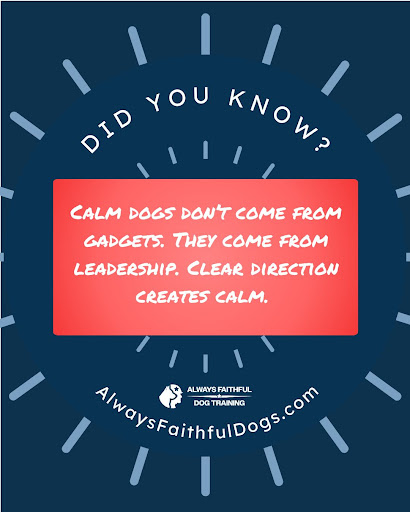 The Secret to a Calm Dog Isn’t a Gadget — It’s Leadership