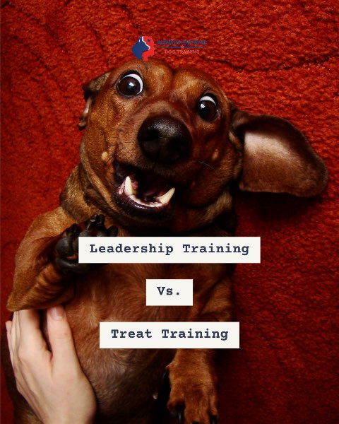 Why Leadership-Based Dog Training Works Better Than Treat Training