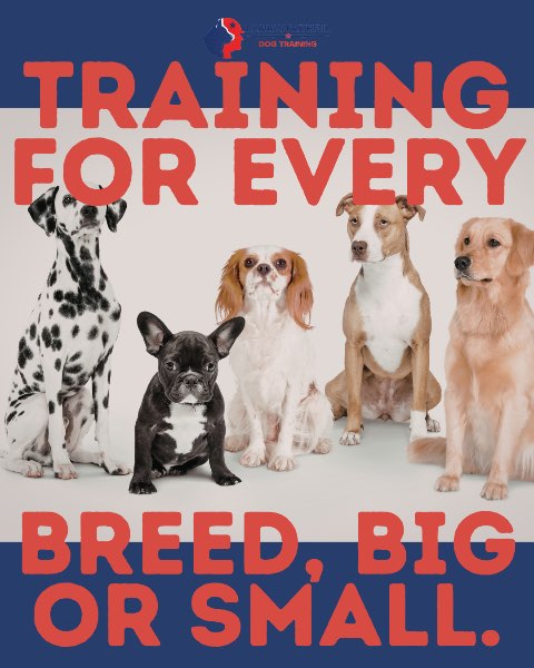 Training Dogs of All Breeds and Ages