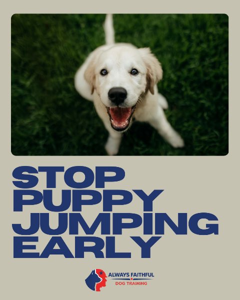 How to Stop Puppy Nipping and Jumping Early