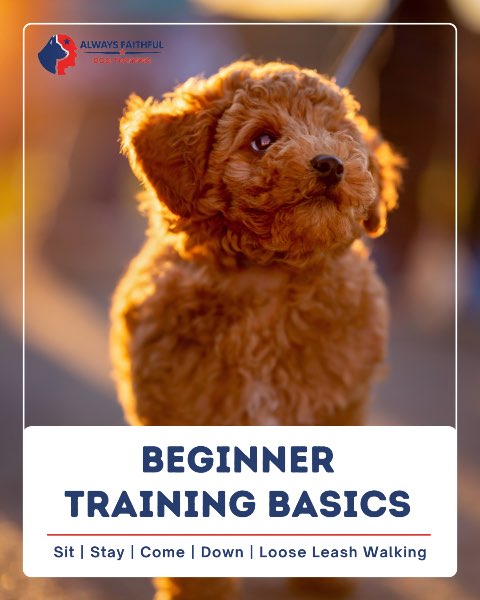 Beginner Dog Training: Building the Foundation for a Well-Behaved Companion
