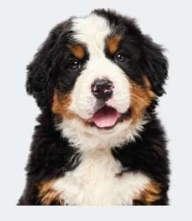 Puppy Starter Lesson