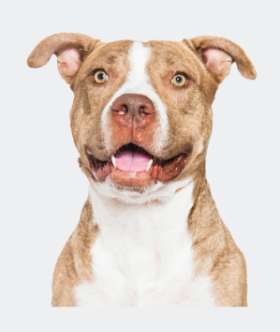 Basic Behaviour Modification