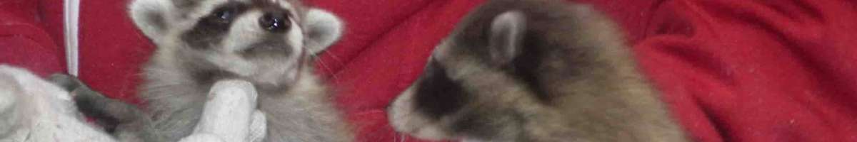 Tarzan Wildlife Control Banner