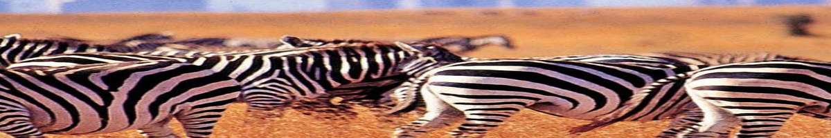 Kenya Tanzania Safari Banner