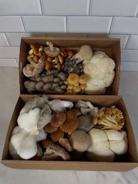 Gourmet Mushroom Near Me