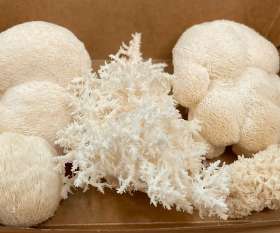 Lion's Mane Mushrooms