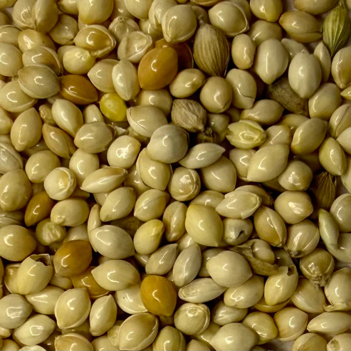 Millet Unhulled Grain 1KG