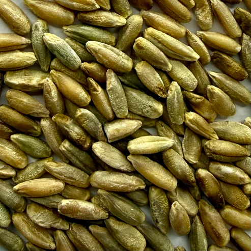 Organic Rye Grain 1KG