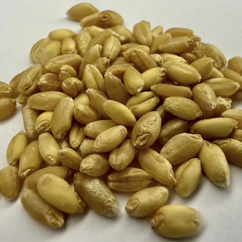 Organic Wheat Grain 1KG