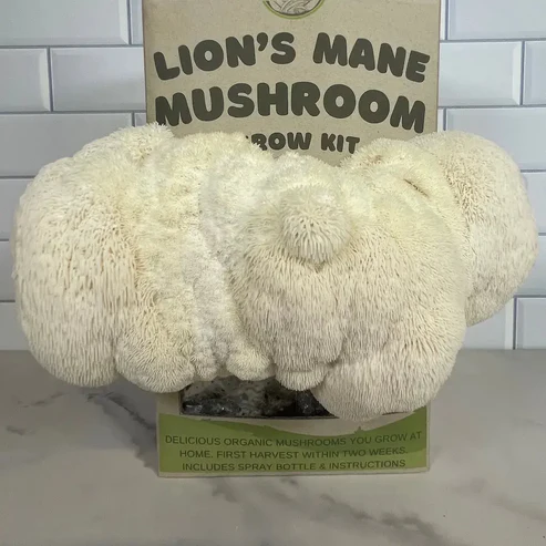 Lion's Mane 'Pom Pom' Organic Mushroom Kit
