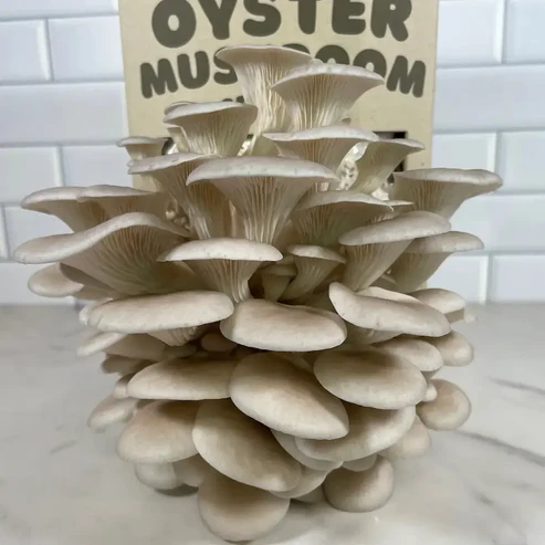 Pearl Oyster Mushroom Kit