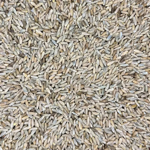 Organic Rye Berries for Mushroom Grain Spawn — Bulk Pricing Available