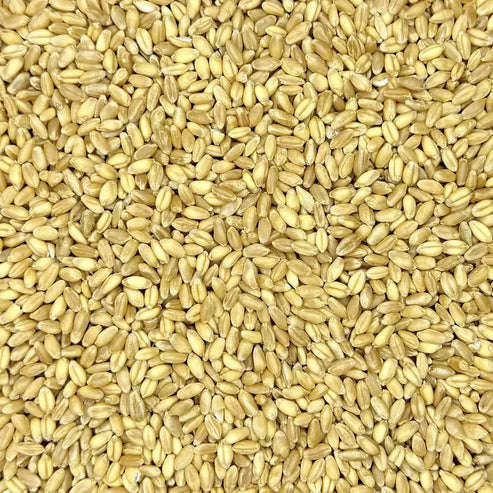 Organic Wheat Grain for Mushroom Substrate — Bulk Pricing Available