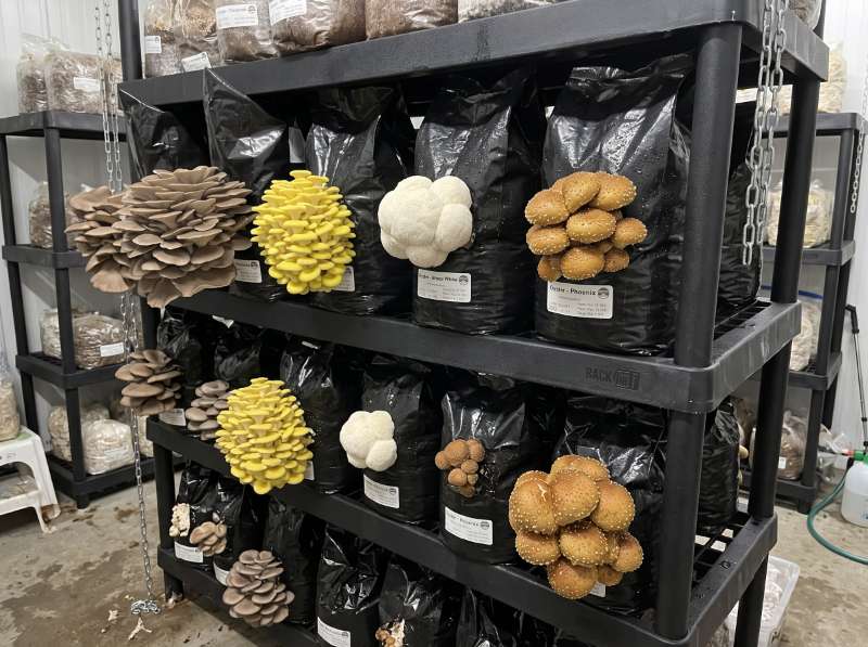 Starting a Mushroom Farm in Australia? Commercial Ready-to-Fruit Mushroom Blocks You’ll Love