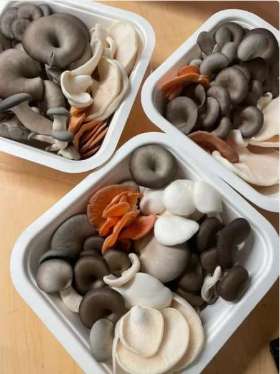 Oyster Mushroom Medley